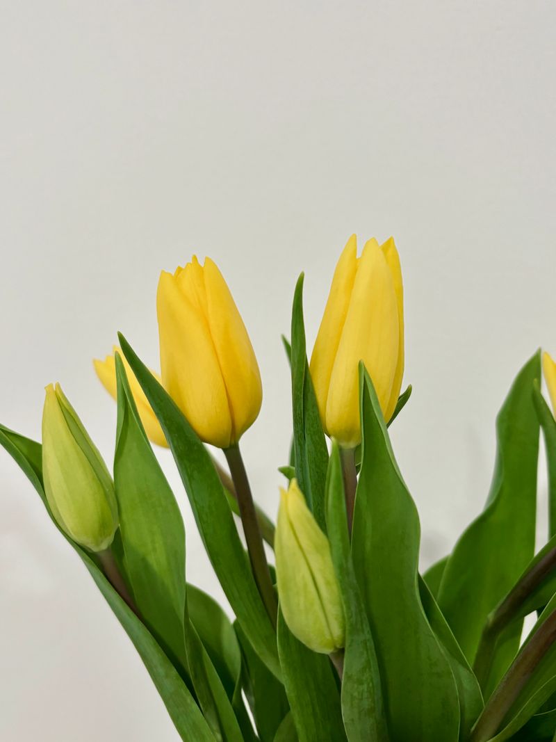 Serene Cream Fresh Flower Bouquet - Medium