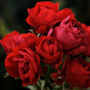 Classic Pink Rose Bouquet - Large