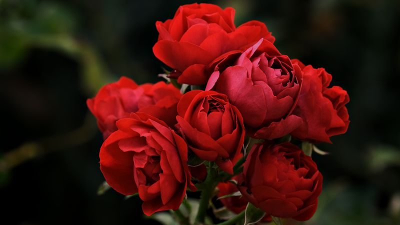 Classic Pink Rose Bouquet - Large